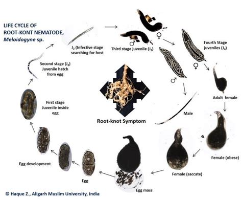 Complete life cycle of root-knot nematode [10] | Download Scientific ...