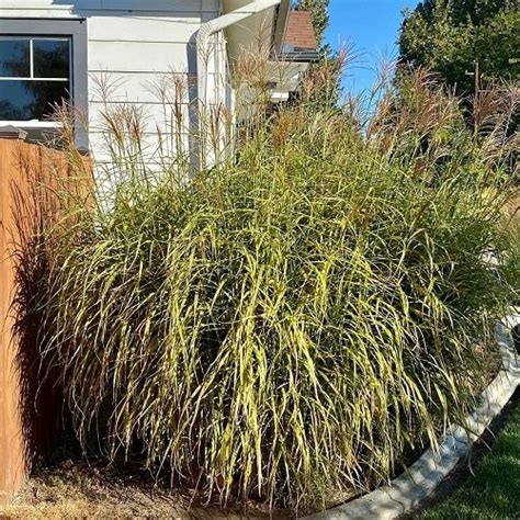 15 Best Tall Grasses for Privacy | Balcony Garden Web