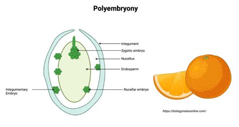 Polyembryony - Definition, Types, Functions, Examples - Biology Notes Online