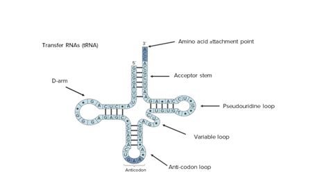 Post-transcriptional Modifications (RNA Processing) | Concise Medical Knowledge