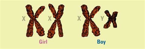 What are sex chromosomes?