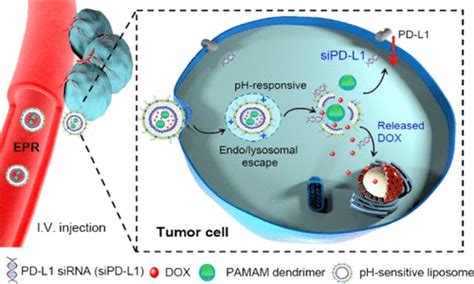 Combinational Chemoimmunotherapy for Breast Cancer by Codelivery of Doxorubicin and PD-L1 siRNA ...