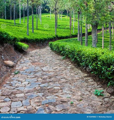 Tea Garden in India stock photo. Image of camelia, agriculture - 9209882