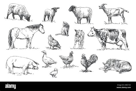 set of farm animals - hand drawn illustrations Stock Vector Image & Art ...