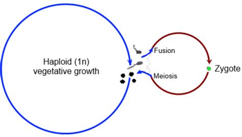 Explain Diplontic Life Cycle With Schematic Diagram And Examples ...