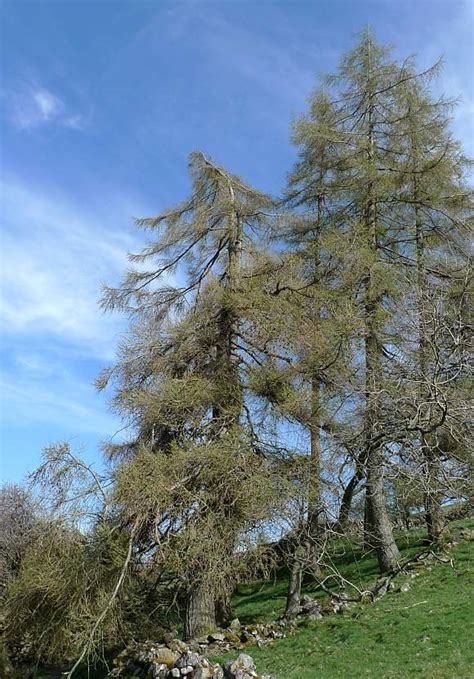 European Larch Facts, Growth Rates, Lifespan, Pictures