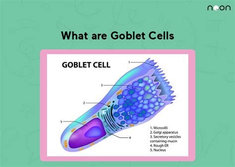 What are Goblet Cells? | Learn At Noon