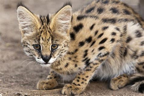 Serval Cat — Full Profile, History, and Care