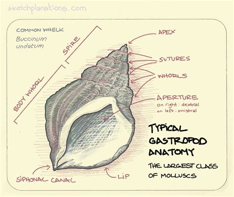 Typical gastropod anatomy - Sketchplanations