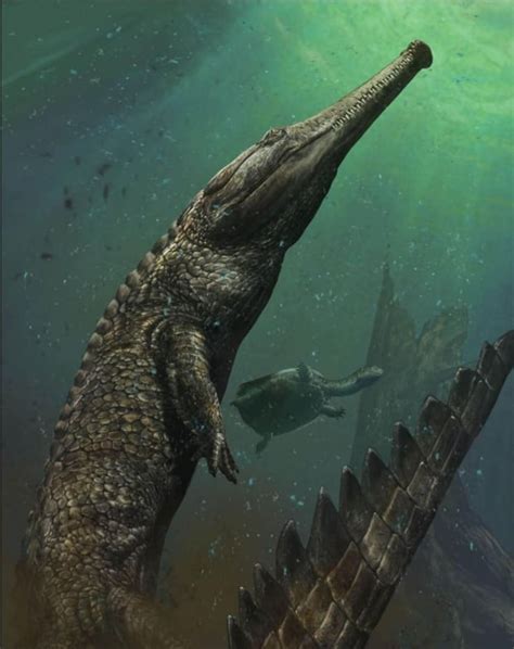 Ancient saltwater crocodile may have been largest that ever lived | CBC News