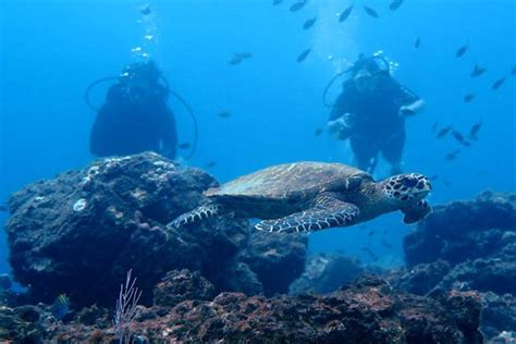 Best Diving in Costa Rica: 5 amazing dive sites to explore in 2020