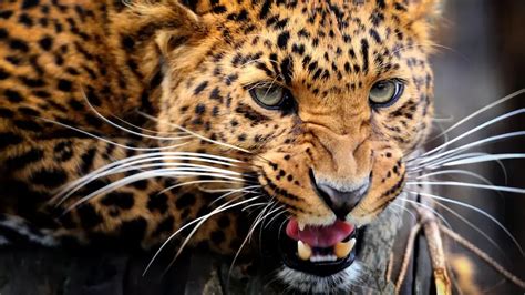 199+ Amazing Leopard Names (Cute, Cool & Famous Ideas)