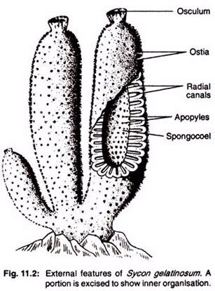 External features of sycon gelatinosum | Study notes, Cell forms, Ostia