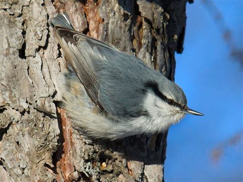 Eurasian Nuthatch ID & Photos of Asian Races - Shanghai Birding 上海观鸟