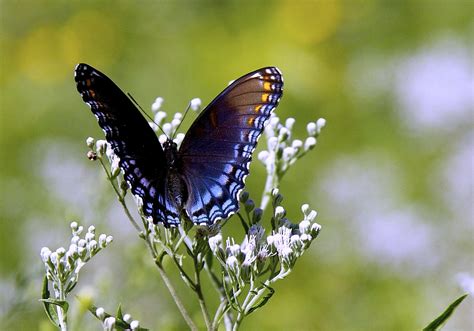 Purple Colored Butterflies ~|~ Butterfly Colors