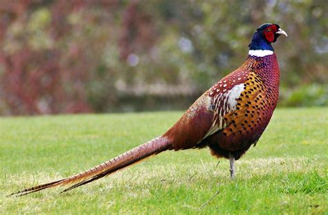 New fee has pheasant hunters up in arms | Great Lakes Echo