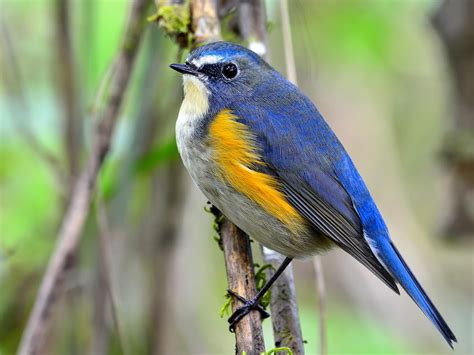 Red-flanked Bluetail Bird Facts (Tarsiger cyanurus) | Bird Fact