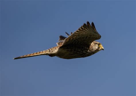 Kestrel Bird Flying - Free photo on Pixabay - Pixabay