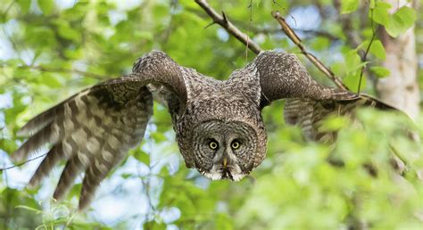 Great Grey Owl Flying Photograph by Sam Amato - Fine Art America