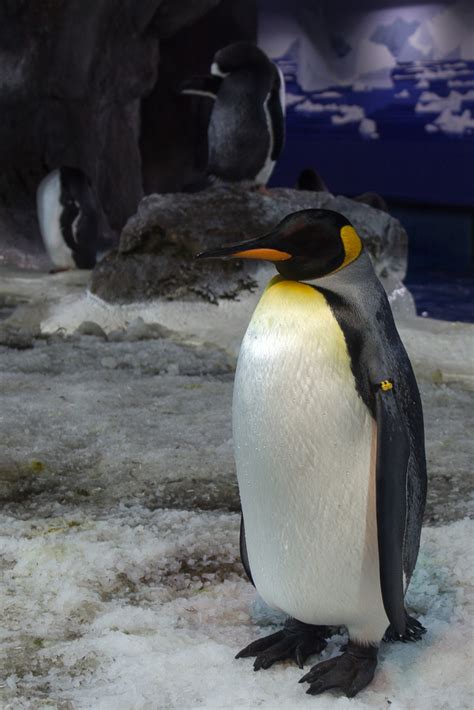 King Penguin | King penguin at the penguin habitat of Kelly … | Flickr