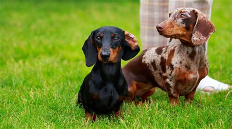 Dachshund Colours & Markings - Sausage Dog World