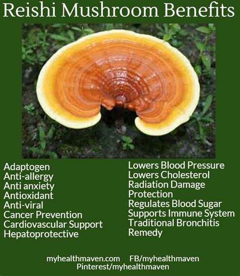 The Benefits of Reishi Mushrooms – My Health Maven