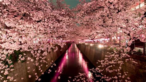 Cherry blossom season in Japan is a $7 billion business | escape.com.au