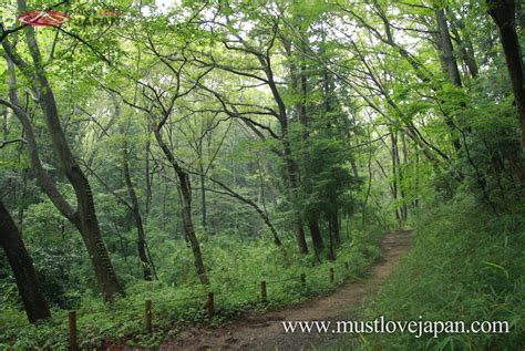 Totoro's Forest | MustLoveJapan Video Travel Guide