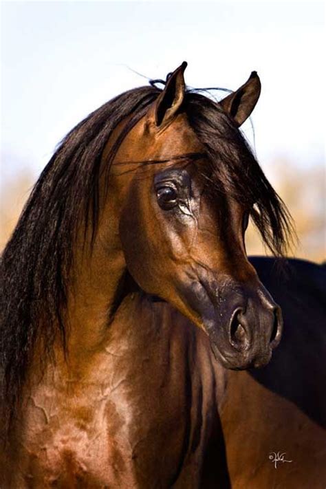 Bay Arabian Stallion photo by April Visel by echkbet | Horses, Show horses, Arabian horse