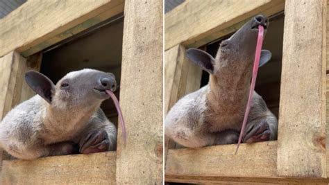 Sleepy Anteater Sticks Out a Long Tongue When Woken