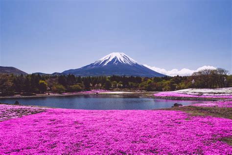 Fuji Shibazakura Festival 2025 | japanistry.com