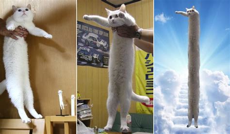 So Long, Longcat: Internet's Beloved Cat Meme Died In Japan | TRP