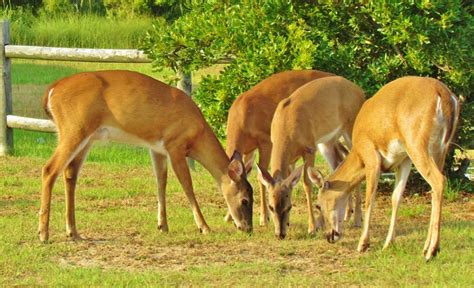 Four Deer Grazing Photograph by Cynthia Guinn