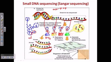 Sanger Sequencing Ppt