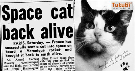 First cat in space: The story of Félicette, a Parisian stray, and her journey into the far ...