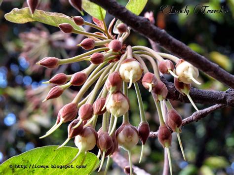 Mohua ful (মহুয়া ফুল) - Madhuca longifolia