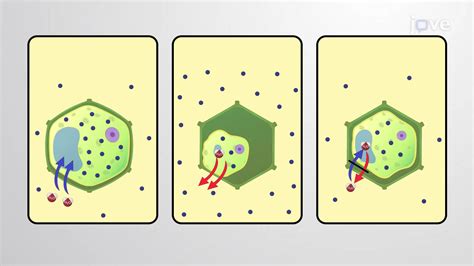 Tonicity in Plants | Cell Biology | JoVe