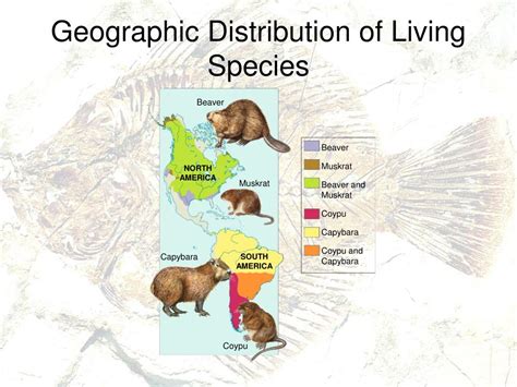 PPT - Evidence for Evolution PowerPoint Presentation, free download - ID:5434473