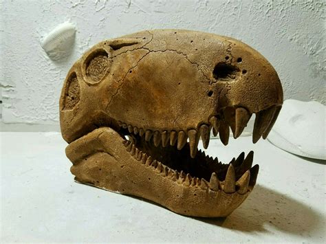 Dimetrodon skull replica by Colosso fossils | Skull, Fossils, Replicas