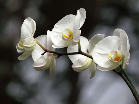 White Orchid Meaning & Symbolism: Important Facts - Petals And Hedges