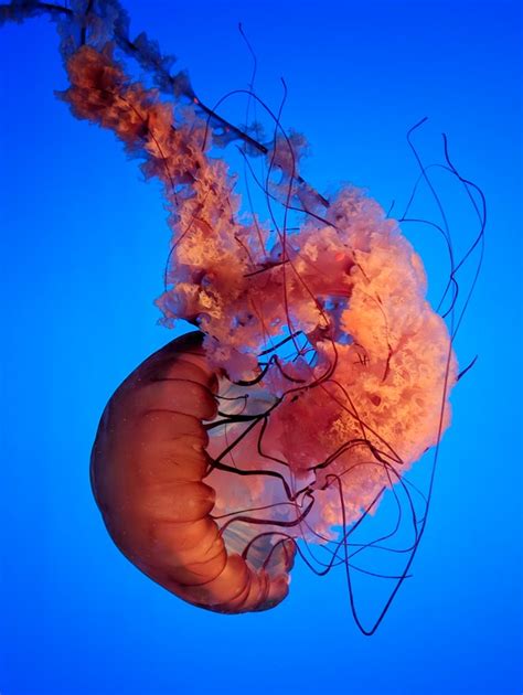 What Is The Largest Jellyfish - Salt Water Coral Tank