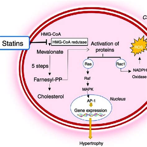 Mechanism of action of statins and their role in the pathophysiology of ...