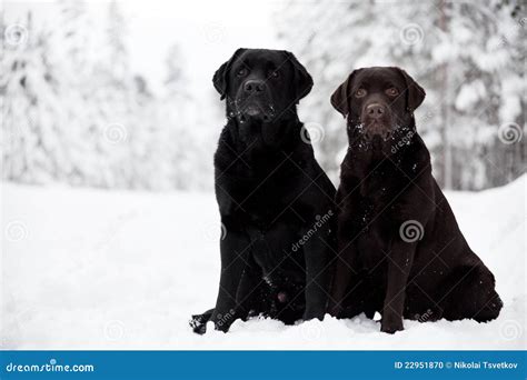 Black And Brown Labrador Retrievers Stock Photo - Image: 22951870