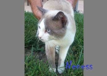 Beau chat croisé siamois (yeux bleus) 2 ans – Nos amis les chats du ...