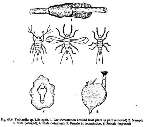 Lac Culture of Insects | Zoology