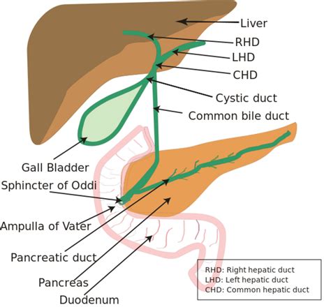 Gallbladder Problems: Gallstones | HubPages