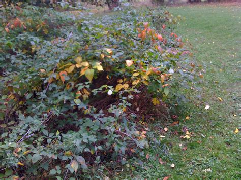 Acorn Place: Clearing out some Thorny Plants