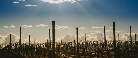 Viticulture: classic plantation types - Soleca