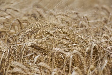 Malting barley: The sector is on a knife edge - Agriland.ie