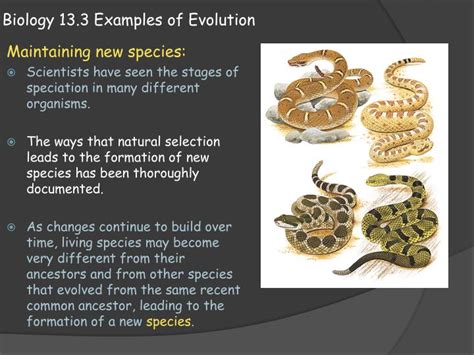 PPT - Biology 13.3 Examples of Evolution PowerPoint Presentation - ID:2529447